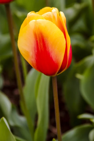 Campos de tulipas de Oregon Skagit Valley — Fotografia de Stock