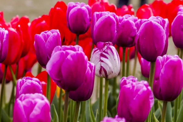 Skagit Valley Oregon Tulip Fields — Stock Photo, Image