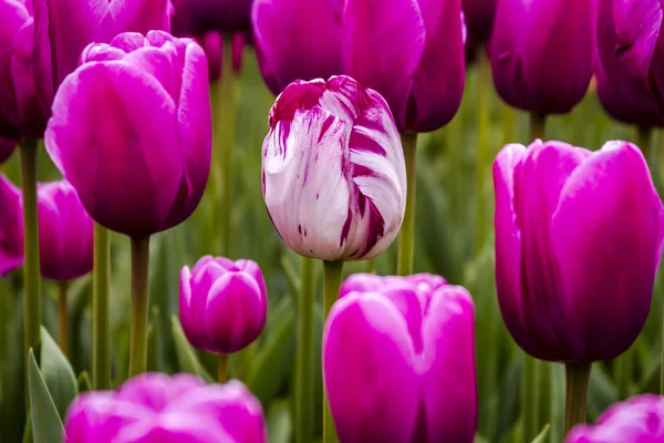 Управління Skagit Долина Орегон Tulip поля — стокове фото