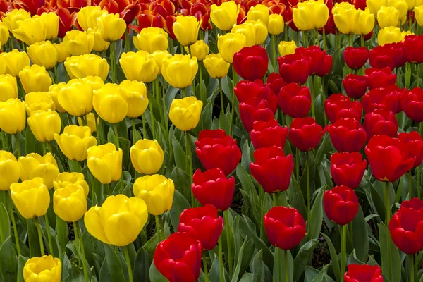 Champs de tulipes de Skagit Valley Oregon — Photo