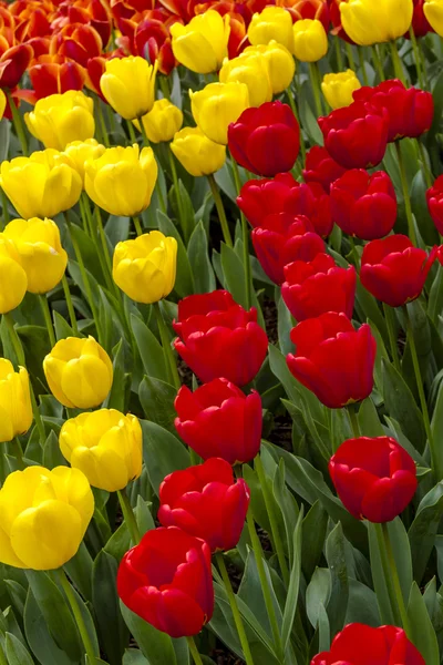 Skagit Valley Oregon Tulip Fields — Stock Photo, Image