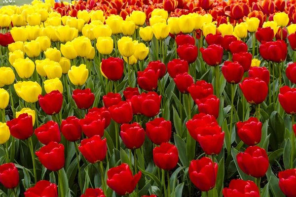 Skagit Valley Oregon Tulip Fields — Stock Photo, Image