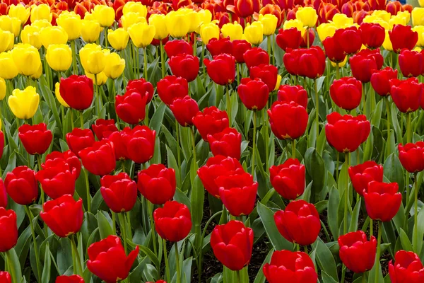 Skagit Valley Oregon Tulip Fields — Stock Photo, Image