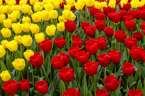 Champs de tulipes de Skagit Valley Oregon — Photo