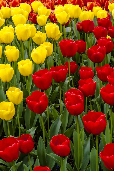 Skagit Valley Oregon Tulip Fields — Stock Photo, Image