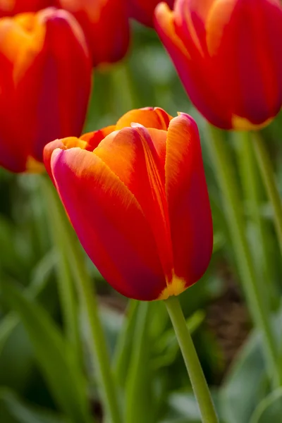 Skagit Valley Oregon Tulip kentät — kuvapankkivalokuva