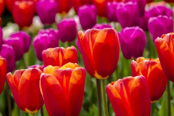 Skagit Valley Oregon Tulip Fields — Stock Photo, Image