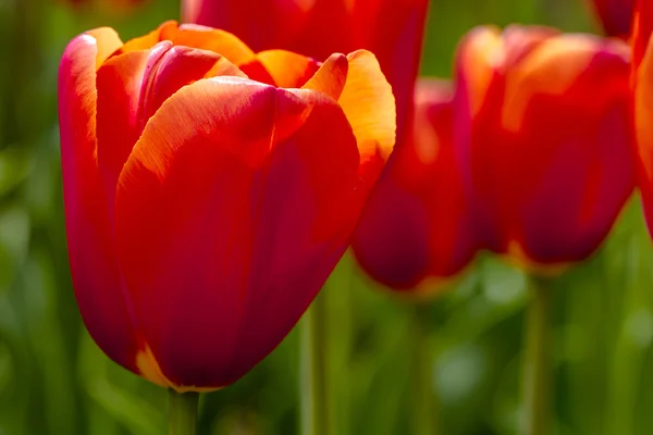 Skagit Valley Oregon Tulip Fields — Stock Photo, Image