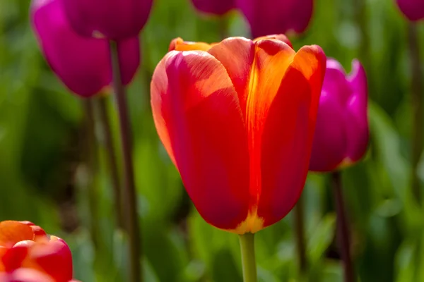 Skagit Valley Oregon Tulip Fields — Stock Photo, Image