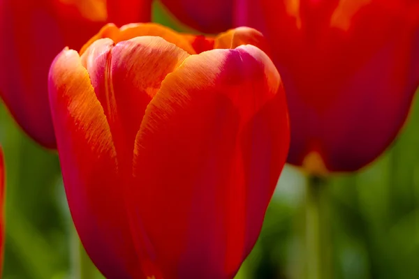 Campos de tulipas de Oregon Skagit Valley — Fotografia de Stock