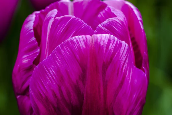 Dolina Skagit Oregon pola tulipanów — Zdjęcie stockowe