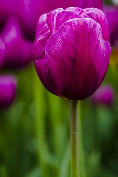 Dolina Skagit Oregon pola tulipanów — Zdjęcie stockowe