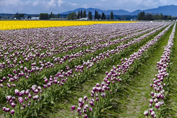 Skagit Valley Oregon Tulip Fields — Stock Photo, Image