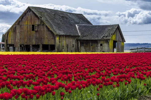 Skagit Valley Oregon Tulip Fields — Stock Photo, Image