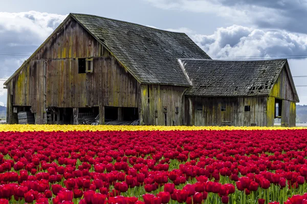 Skagit Valley Oregon tulpan fält — Stockfoto