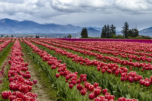 Skagit Valley Oregon tulpenvelden — Stockfoto