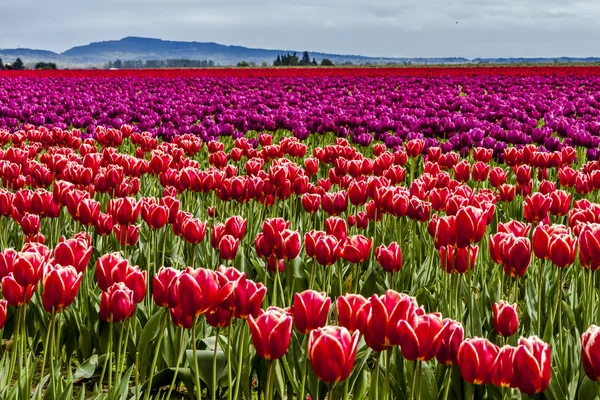 Skagit Valley Oregon tulpenvelden — Stockfoto