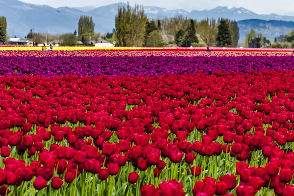Skagit Valley Oregon tulpenvelden — Stockfoto