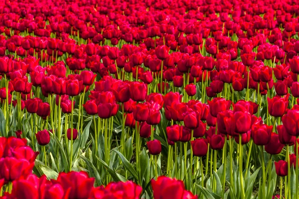 Skagit Valley Oregon Tulip Fields — Stock Photo, Image