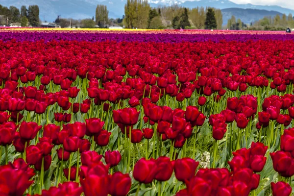 Skagit Valley Oregon tulpenvelden — Stockfoto