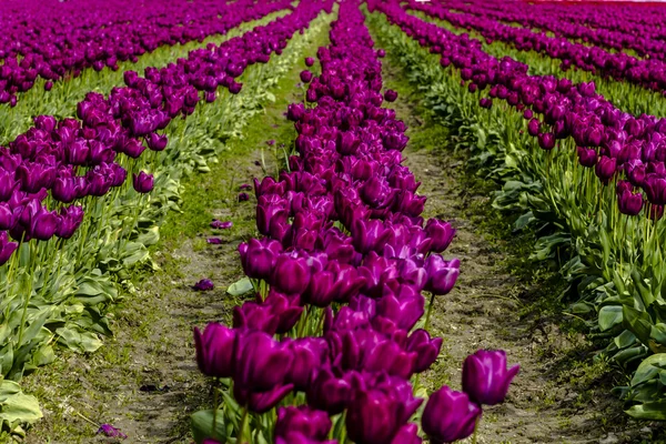 Champs de tulipes de Skagit Valley Oregon — Photo