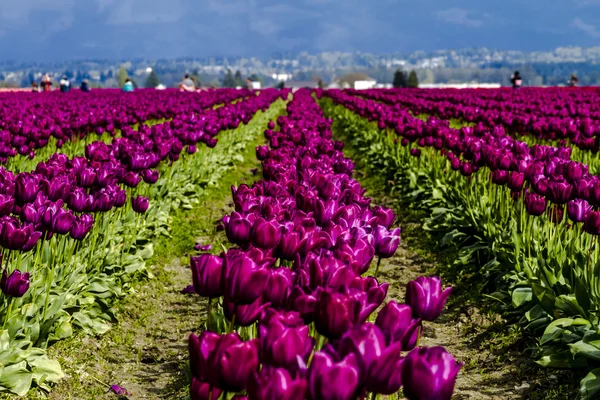 Skagit Valley Oregon tulpenvelden — Stockfoto