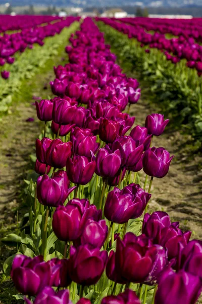 Управління Skagit Долина Орегон Tulip поля — стокове фото