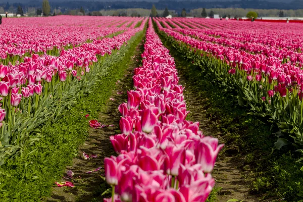 Skagit Valley Oregon Tulip Fields