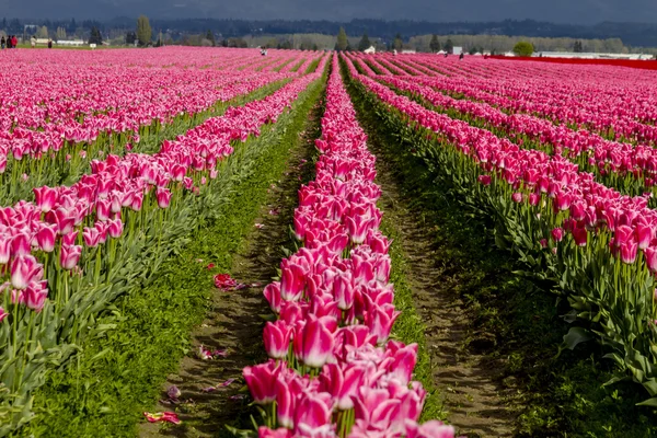 Skagit Valley Oregon tulpenvelden — Stockfoto