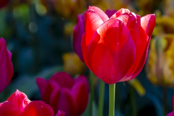 Skagit Valley Oregon Tulip Fields — Stock Photo, Image