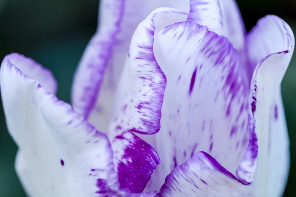 Skagit Valley Oregon tulpenvelden — Stockfoto