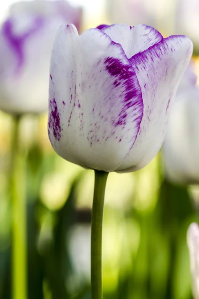 Skagit Valley Oregon Campos de Tulipán —  Fotos de Stock