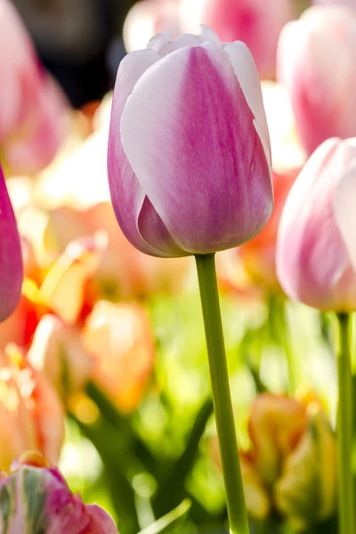 Управління Skagit Долина Орегон Tulip поля — стокове фото