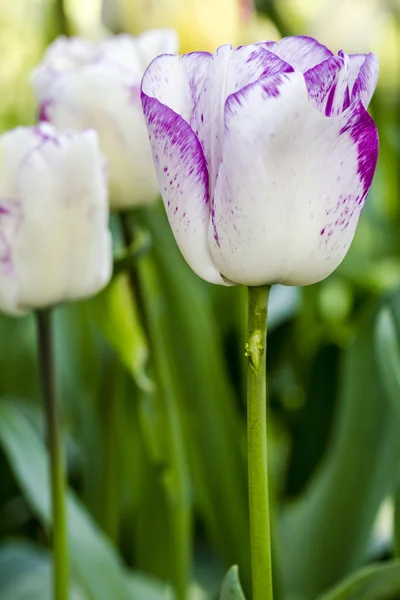 Skagit tal oregon tulpenfelder — Stockfoto