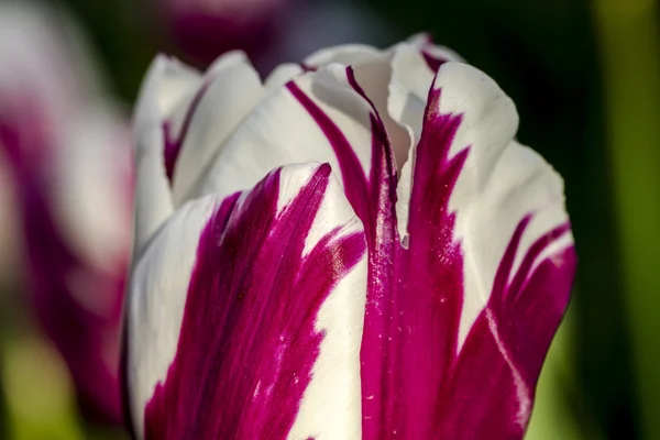 Управління Skagit Долина Орегон Tulip поля — стокове фото