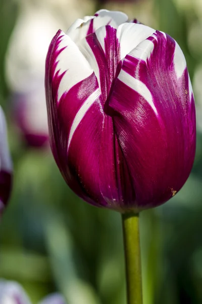 Dolina Skagit Oregon pola tulipanów — Zdjęcie stockowe