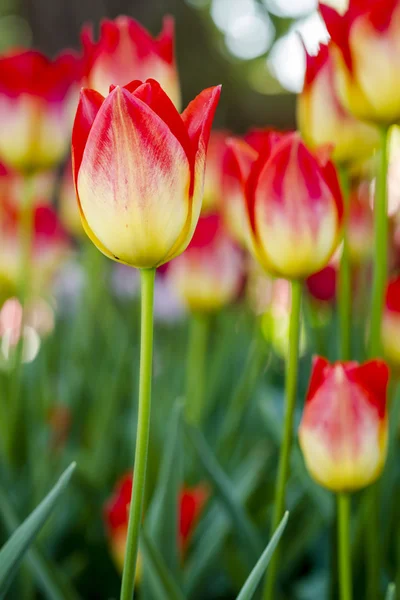 Skagit Valley Oregon Tulip Fields — Stock Photo, Image