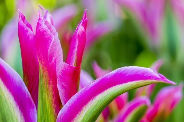 Skagit Valley Oregon Tulip Fields — Stock Photo, Image