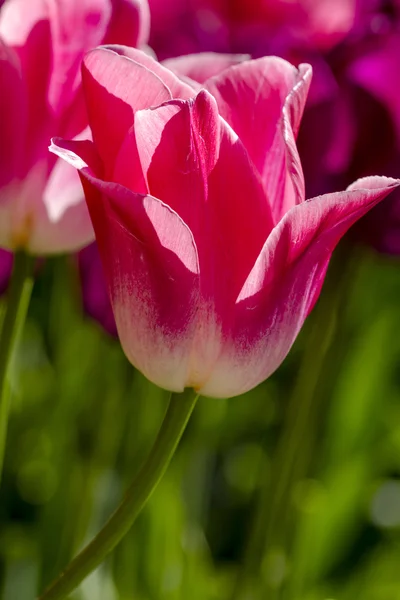 Управління Skagit Долина Орегон Tulip поля — стокове фото