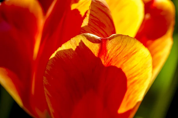 Skagit Vadisi Oregon Tulip alanları — Stok fotoğraf