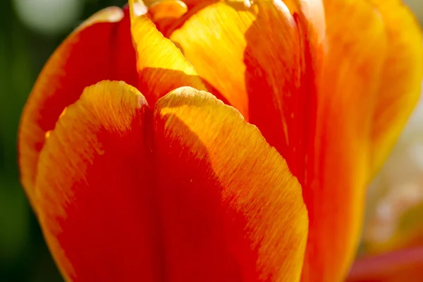 Campos de tulipas de Oregon Skagit Valley — Fotografia de Stock