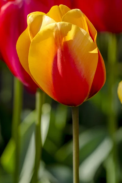 Skagit Valley Oregon Tulip Fields — Stock Photo, Image