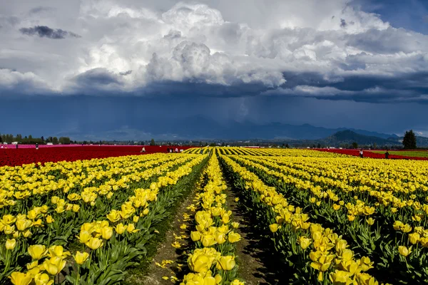 Skagit Valley Oregon tulpan fält — Stockfoto