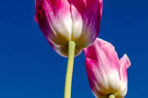 Skagit Vadisi Oregon Tulip alanları — Stok fotoğraf