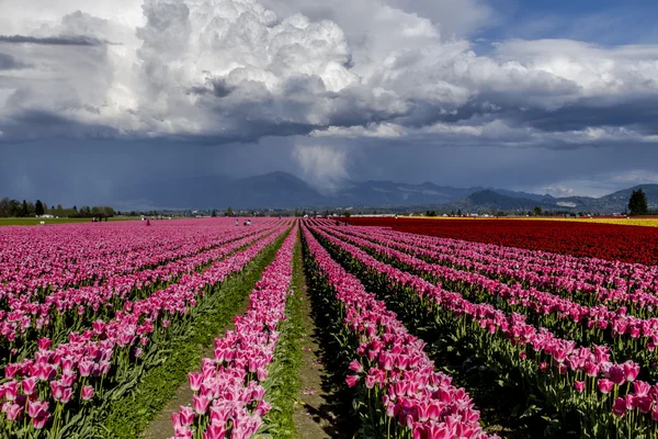 Skagit Valley Oregon tulpenvelden — Stockfoto