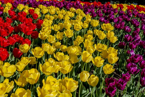 Campos de tulipas de Oregon Skagit Valley — Fotografia de Stock