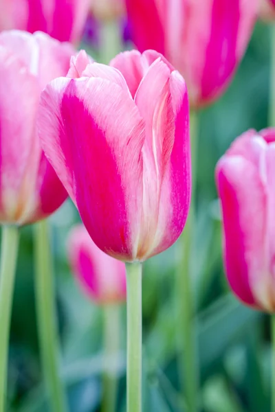 Управління Skagit Долина Орегон Tulip поля — стокове фото