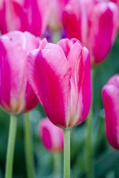 Skagit Valley Oregon Tulip kentät — kuvapankkivalokuva