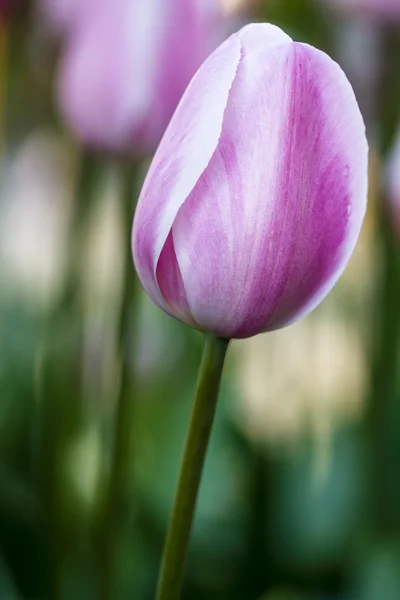 Skagit Valley Oregon Tulip Fields — Stock Photo, Image