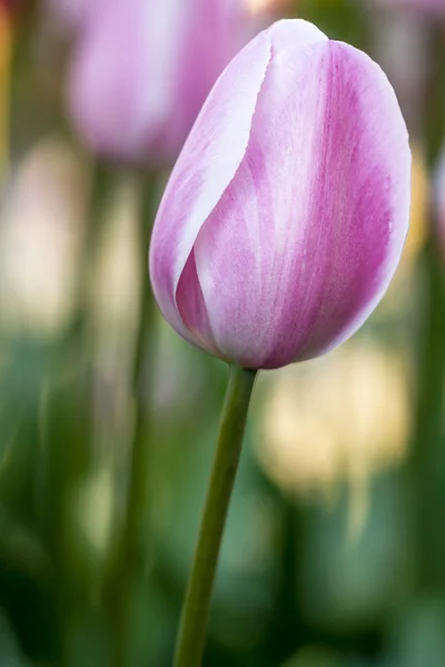 Skagit Valley Oregon tulpenvelden — Stockfoto